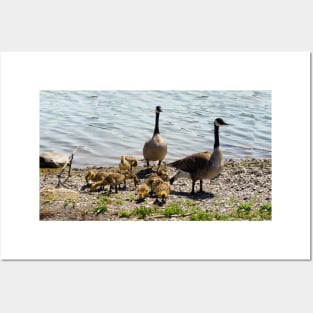 Canada Goose Parents With Their Goslings Posters and Art